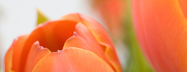 Kontakt - Sanal Schmidt, Zahn&auml;rzte, M&ouml;rfelden-Walldorf